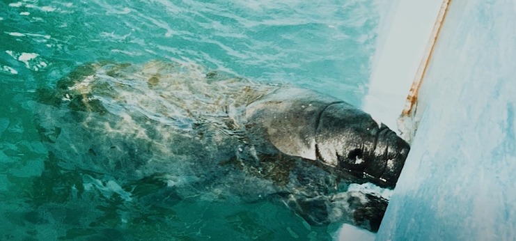  Brasil celebra 30 anos de reintrodução de peixes-bois-marinhos