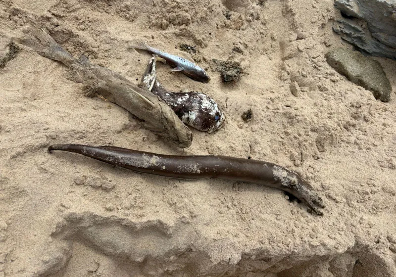  João Pessoa sofre novo episódio de peixes mortos nas praias