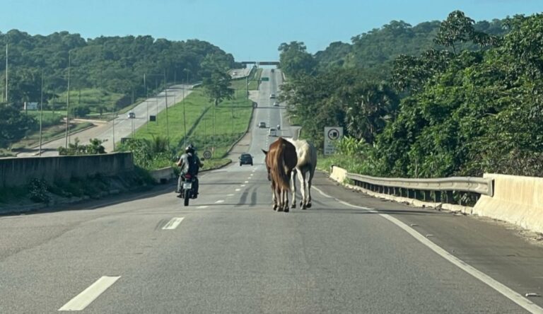  Cavalos são flagrados soltos no meio da BR-101 em Mamanguape, Litoral Norte da Paraíba e preocupam motoristas e moradores