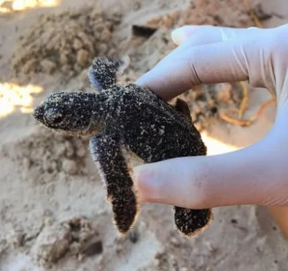 Ong anuncia nascimento de tartarugas marinhas em Cabedelo neste sƔbado