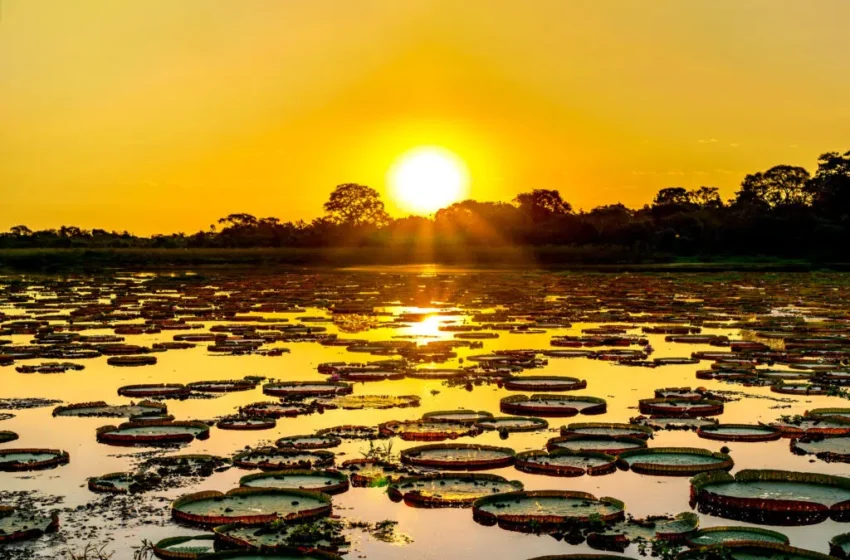  Estatuto do Pantanal aprovado: novo marco para preservação e desenvolvimento sustentável