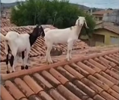  Bombeiros Salvam Cabras Presas no Telhado de Casa em Patos, PB